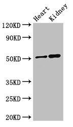 SIGLEC7 Antibody
