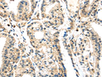 SIGLEC8 Antibody