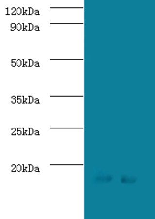 SRP19 Antibody