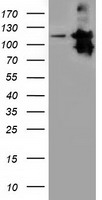 SIL1 Antibody