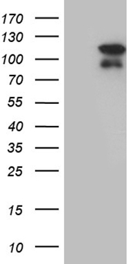 SIRP alpha Antibody