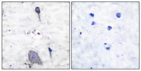 Sirp α1 Antibody