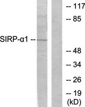 Sirp α1 Antibody