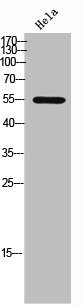 SIRPA/SIRPB1 Antibody