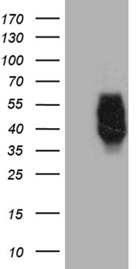 SIRT1 Antibody