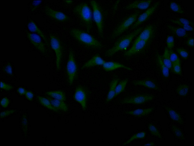 SIRT1 Antibody