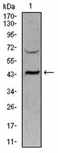 SIRT3 Antibody