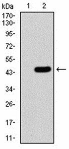 SIRT3 Antibody