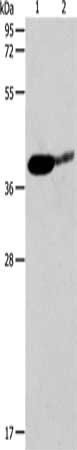 SIRT3 Antibody