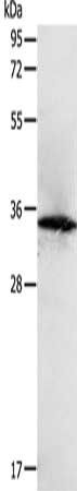 SIRT4 Antibody