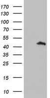 SIRT5 Antibody