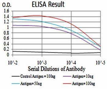 SIRT6 Antibody