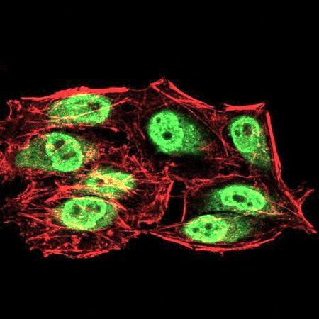 SIRT6 Antibody