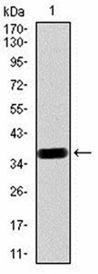 SIRT6 Antibody