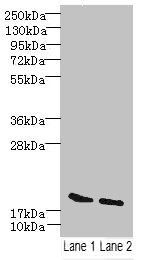 SKP1 Antibody
