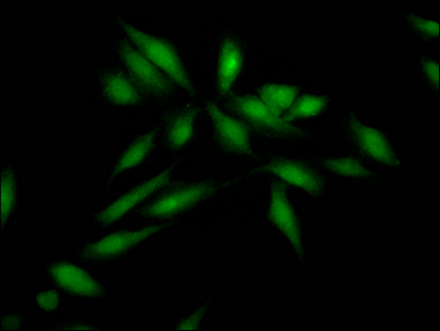 SKP2 Antibody