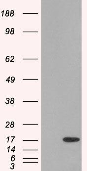 SH2D1A/SLAM associated protein Antibody