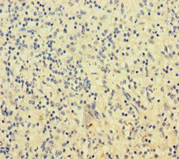 SLAMF8 Antibody