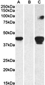 SLAMF8 Antibody