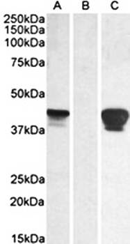Goat anti-SLAMF8 Antibody