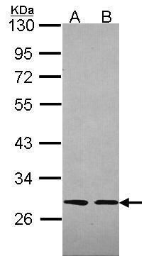 Src like adaptor Antibody
