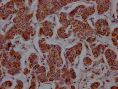 SLC16A1 Antibody