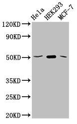 SLC20A1 Antibody