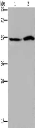 SLC22A12 Antibody