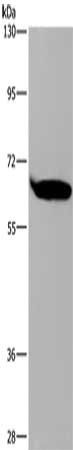 SLC22A2 Antibody