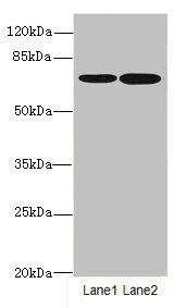 SLC23A2 Antibody