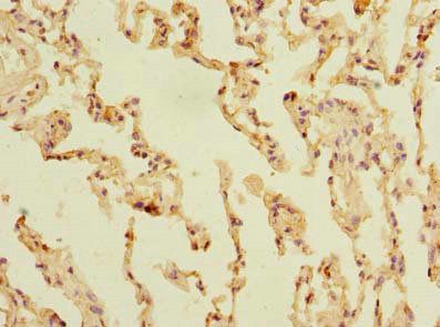 SLC23A3 Antibody