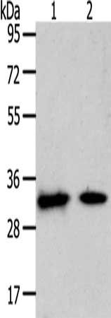SLC25A4 Antibody