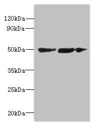 SLC25A46 Antibody