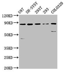 SLC26A4 Antibody