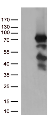SLC2A4RG Antibody