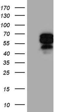 SLC2A4RG Antibody