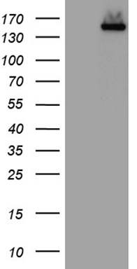 SLC2A4RG Antibody
