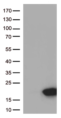SLC39A5 Antibody