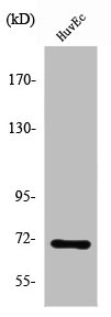 SLC6A8 Antibody