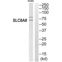 SLC6A8 Antibody