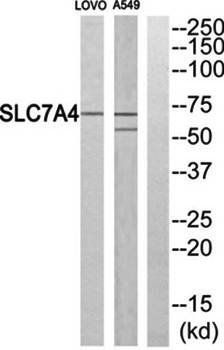 SLC7A4 Antibody