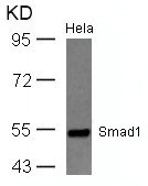 SMAD1 Antibody