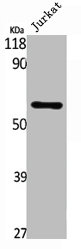 SMAD1 Antibody
