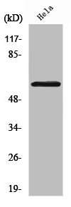 SMAD1/SMAD5/SMAD9 Antibody