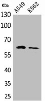 SMAD1 Antibody