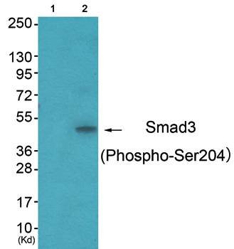 Smad3 (Phospho-Ser204) Antibody