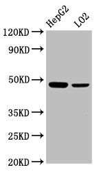 SMAD7 Antibody