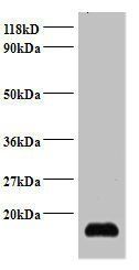 SNRPD2 Antibody
