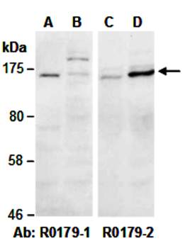 SMARCC1 (N) Antibody, Rabbit Polyclonal