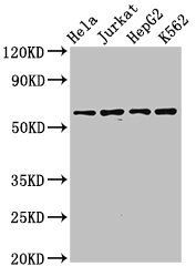 SMARCD1 Antibody